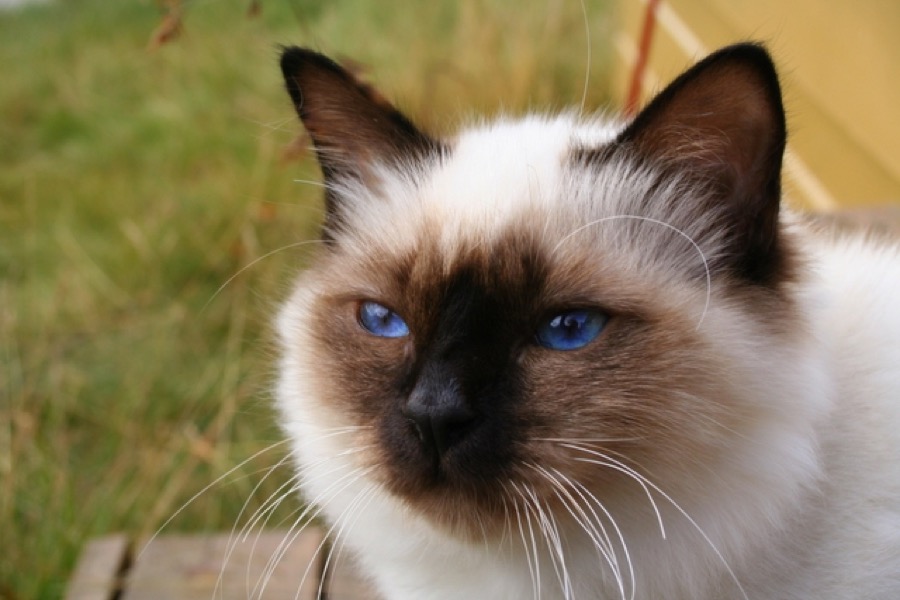 Birman cat
