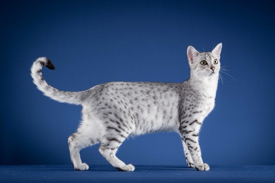 Egyptian Mau cat
