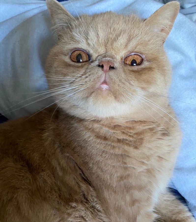 Exotic Shorthair cat
