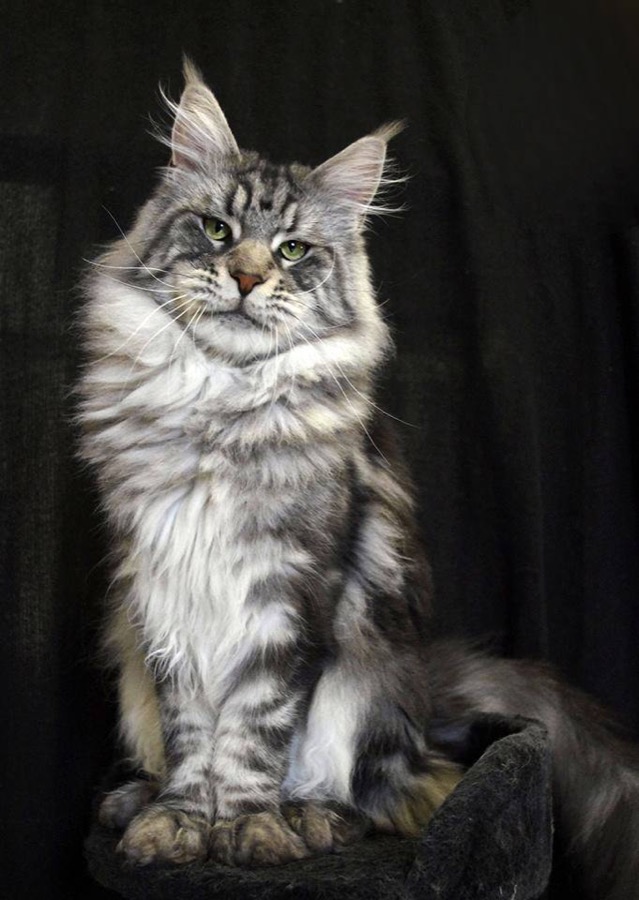 Maine Coon cat