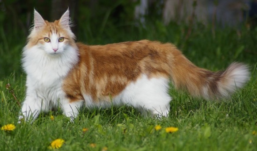 Norwegian Forest Cat cat