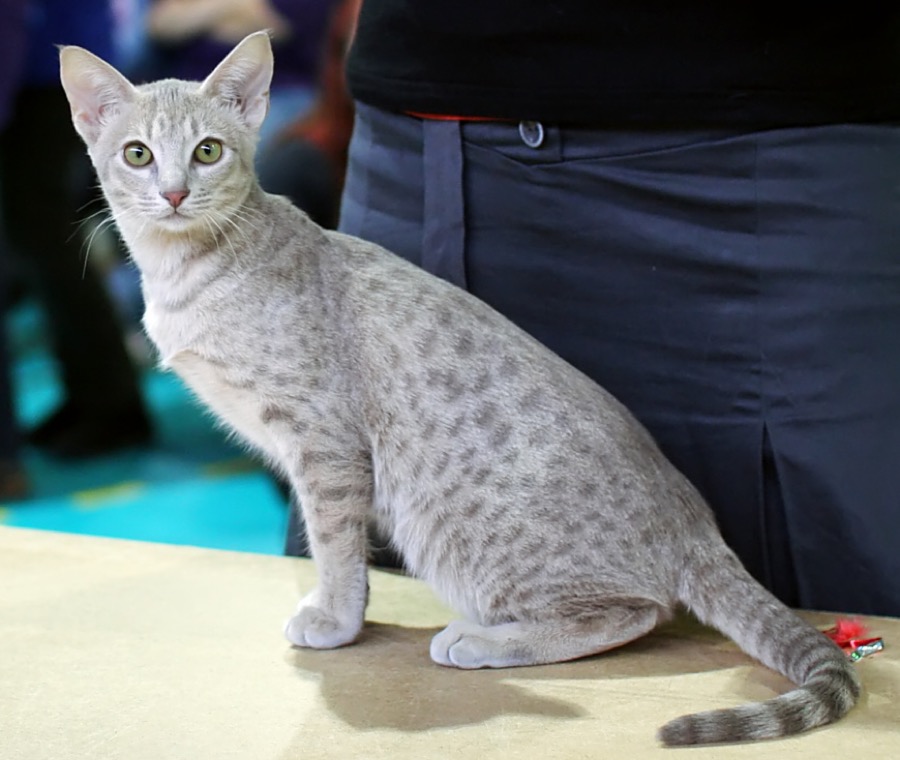 Ocicat cat
