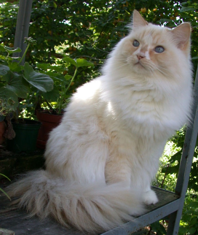 Ragamuffin cat