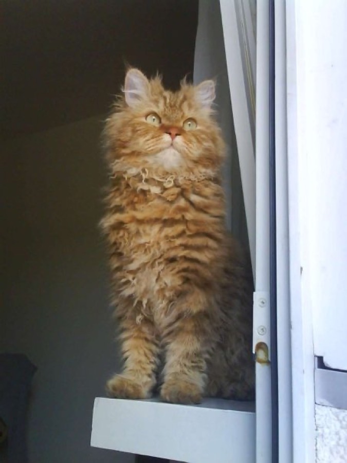 Selkirk Rex cat