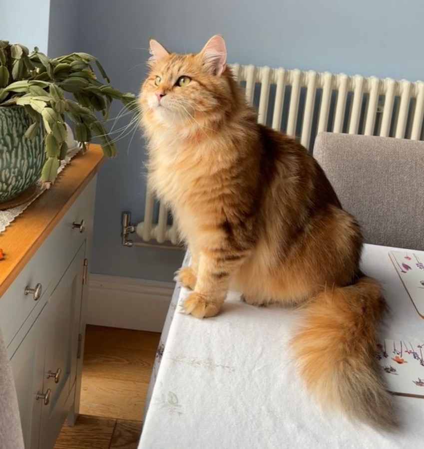 Siberian cat