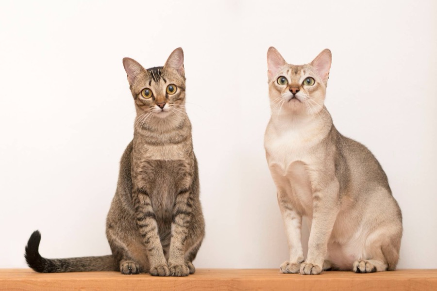 Singapura cat breed