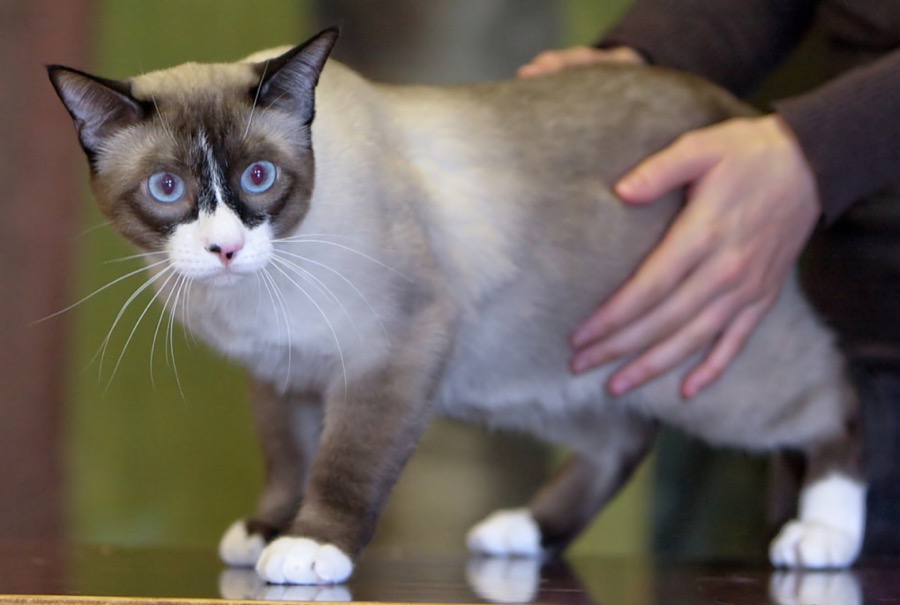 Snowshoe cat