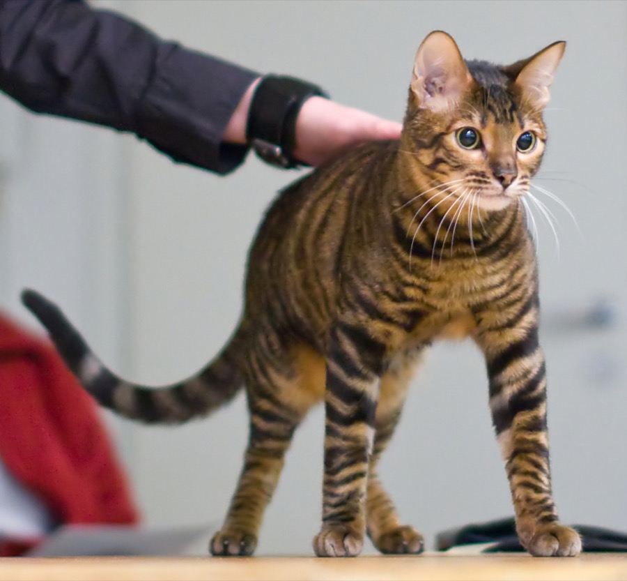 Toyger cat