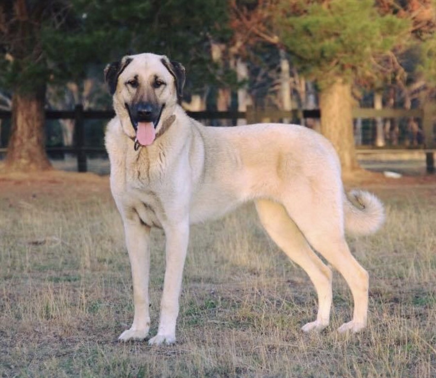 Anatolian Shepherd Dog dog
