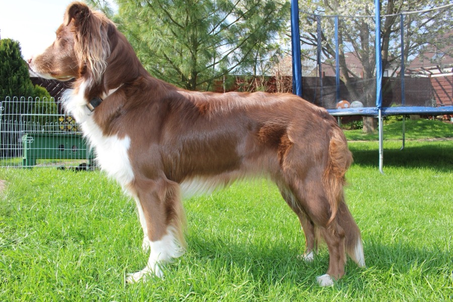 Australian Shepherd dog