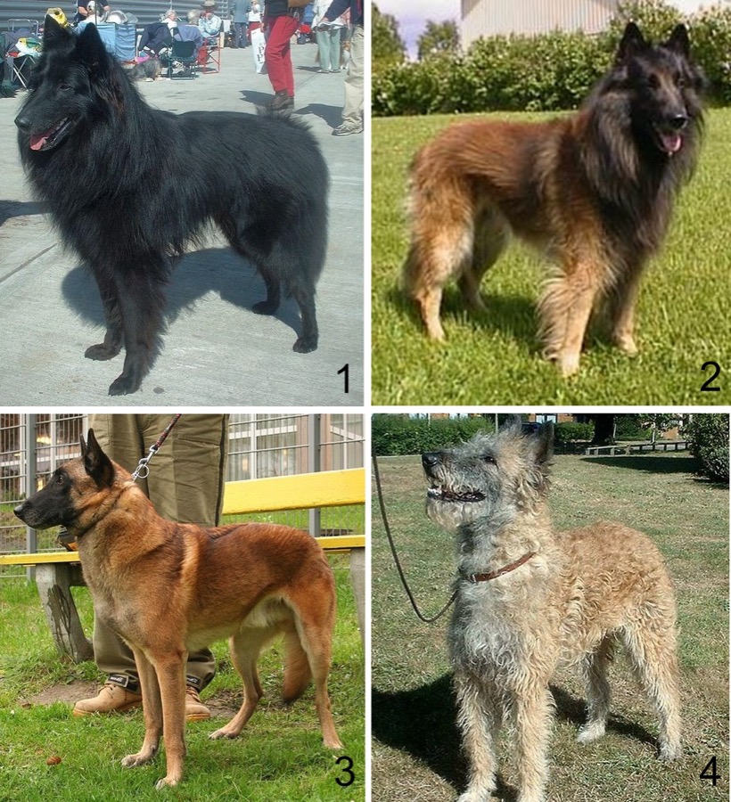 Belgian Sheepdog dog