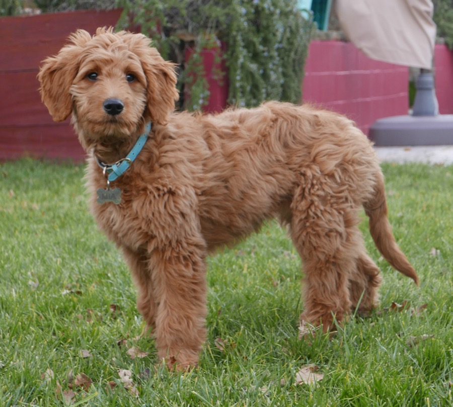 Goldendoodle dog