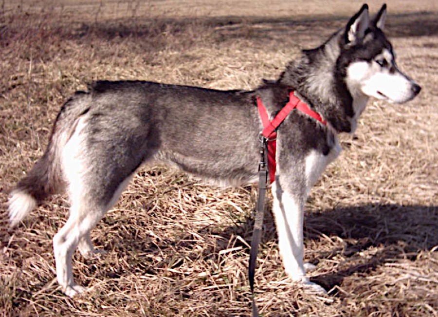 Huskydoodle