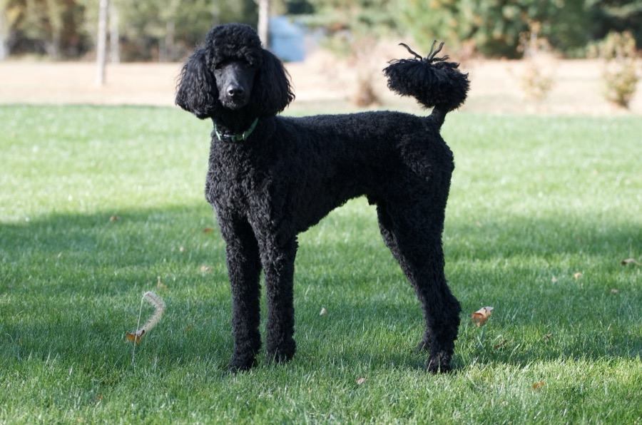 Miniature Poodle dog