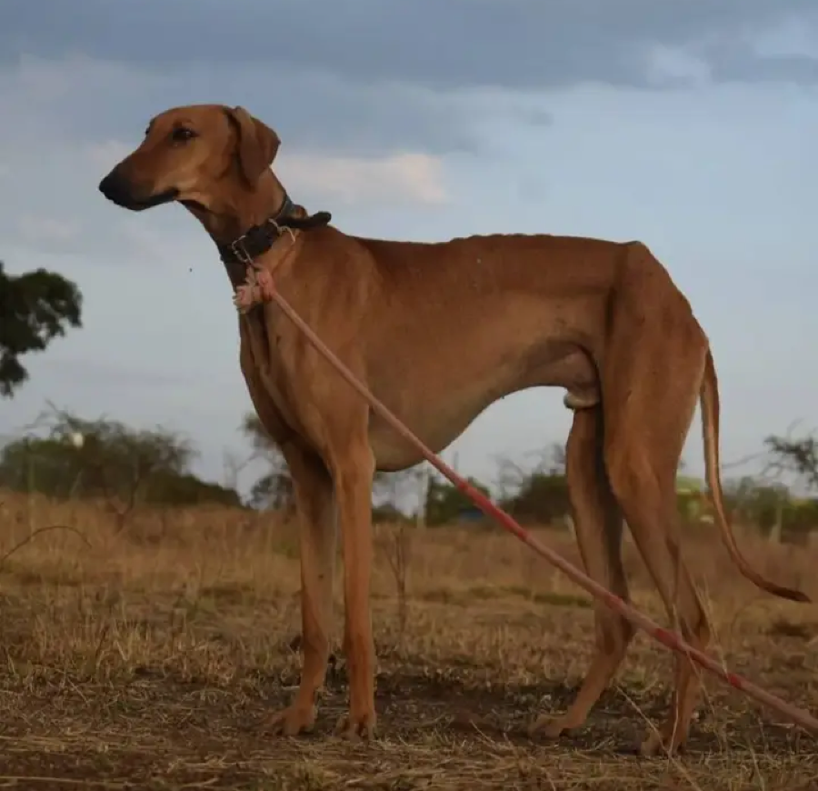 Mudhol Hound dog