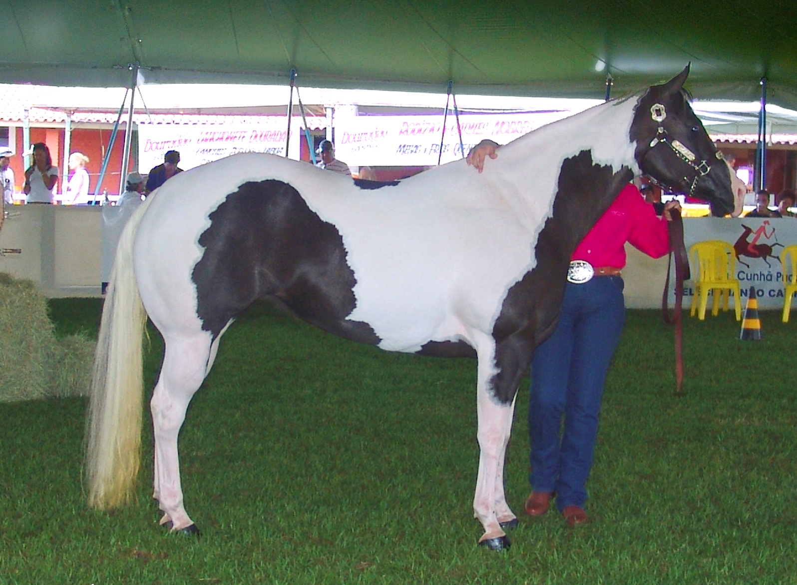 American Paint Pony