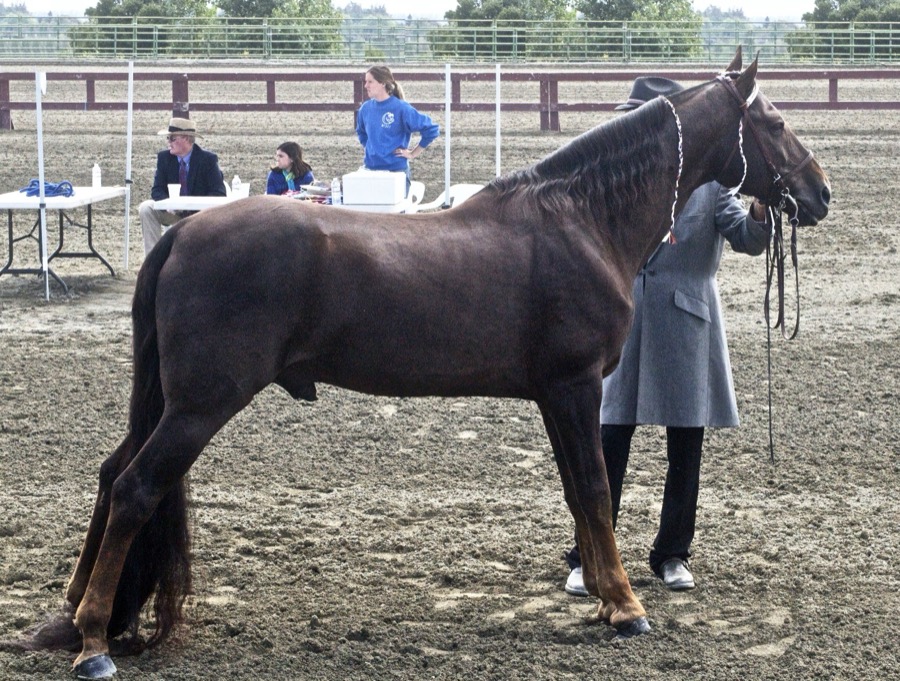 Missouri Fox Trotter