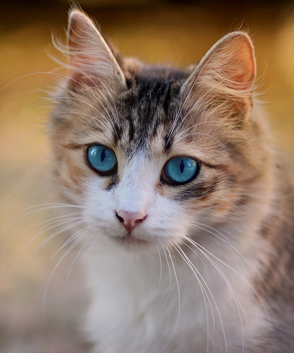A cat (illustrative).
