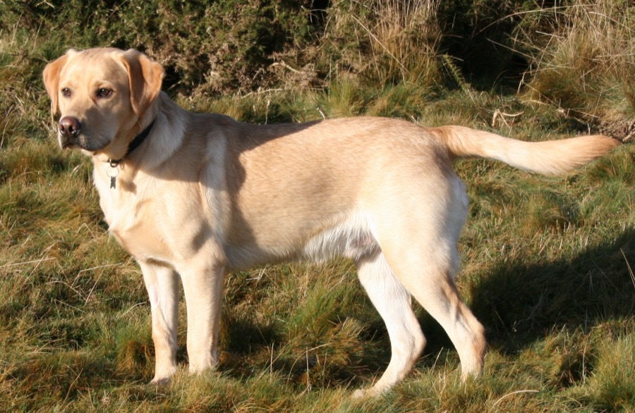 A dog (illustrative).