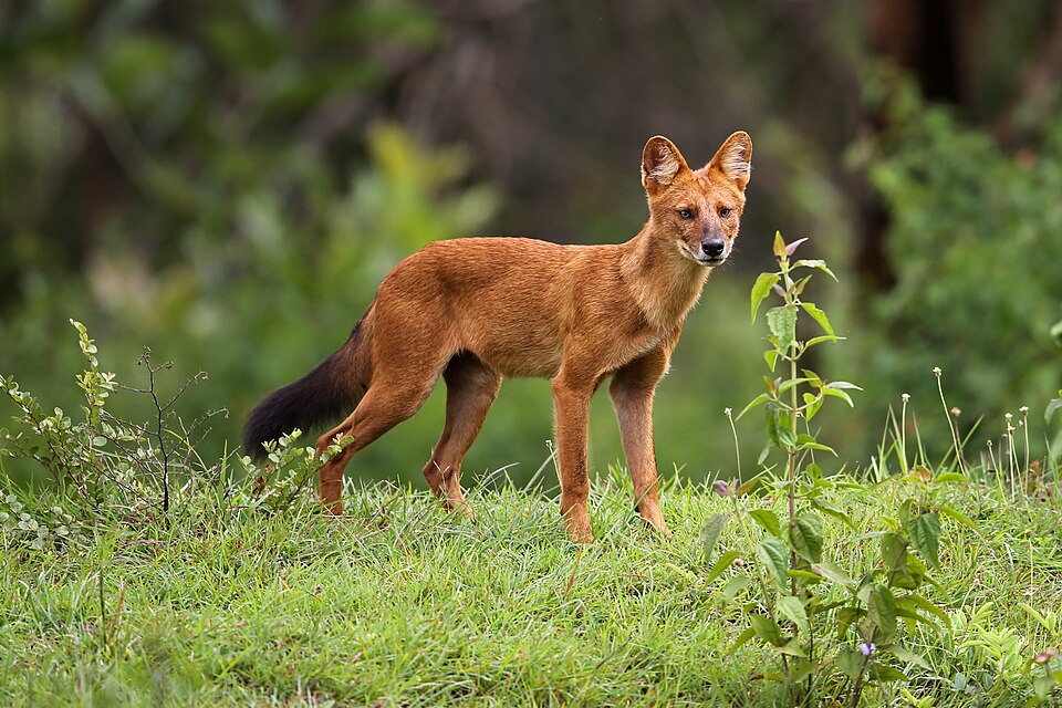 A dog (illustrative).