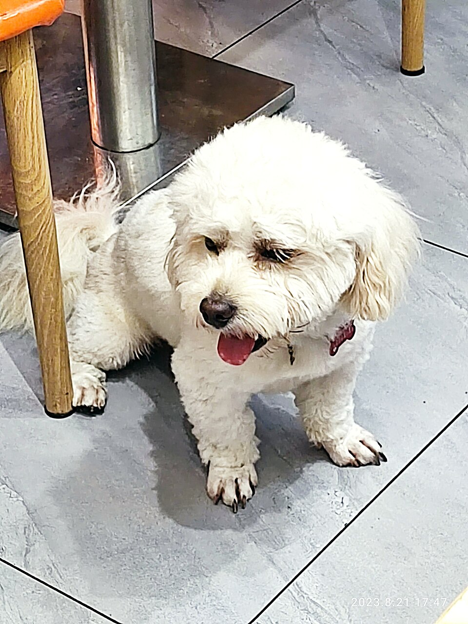 A dog (illustrative).
