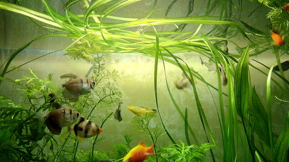 A fish (illustrative).