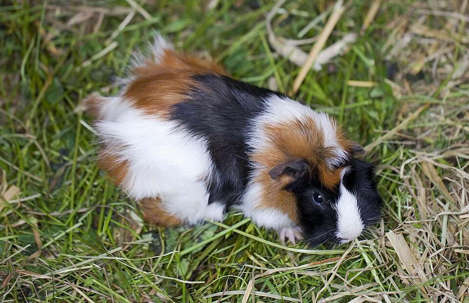 A guinea pig (illustrative).