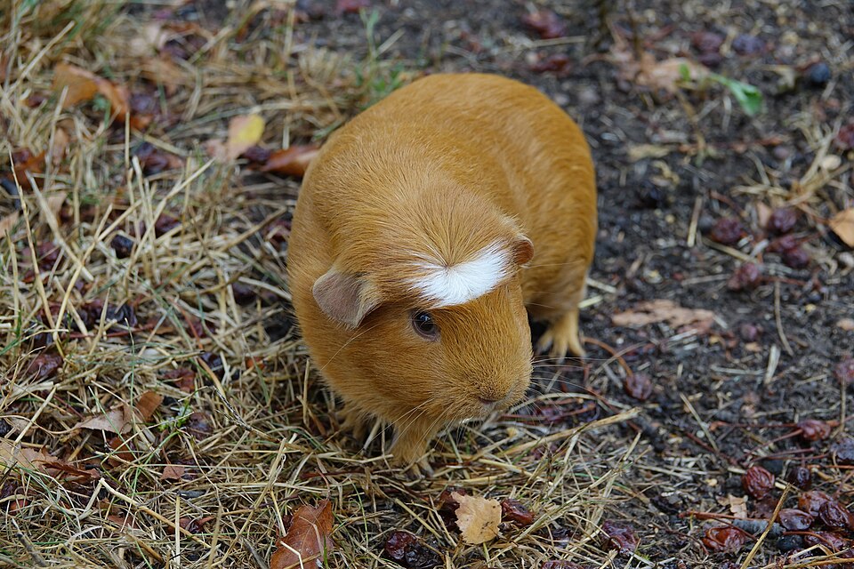 A guinea pig (illustrative).