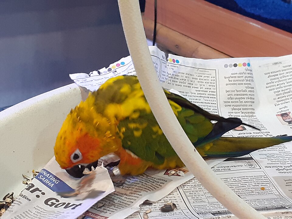A parrot (illustrative).