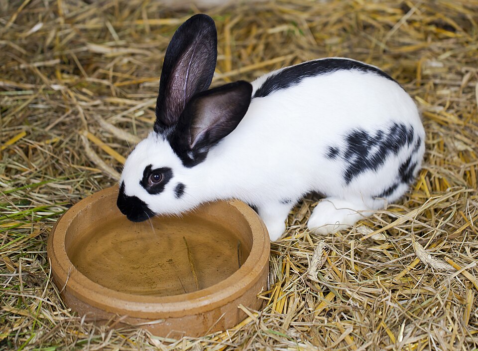 A rabbit (illustrative).