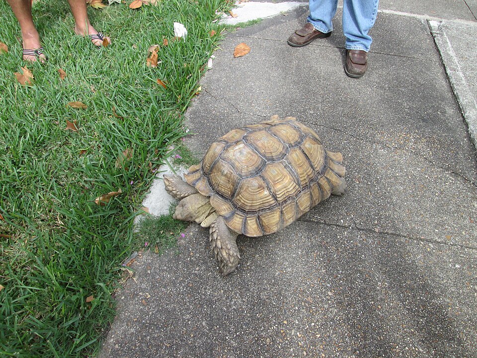 A tortoise (illustrative).